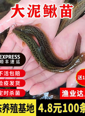 台湾泥鳅苗大活活饵圆鳅鲜活活体喂食观赏鱼台鳅淡水鱼苗大号批发