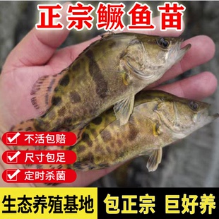 正宗大鳜鱼苗桂鱼苗桂花鱼苗淡水翘嘴鳜鱼苗肉食性路亚季花鱼贵鱼