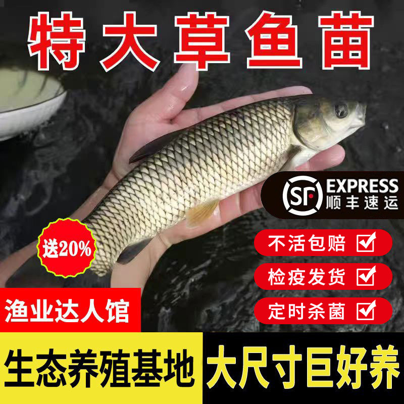 广东惠州草鱼鱼苗淡水养殖食用半斤特大草鱼苗批发小草鱼活鱼鱼苗