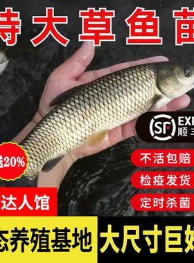 广东惠州草鱼鱼苗淡水养殖食用半斤特大草鱼苗批发小草鱼活鱼鱼苗