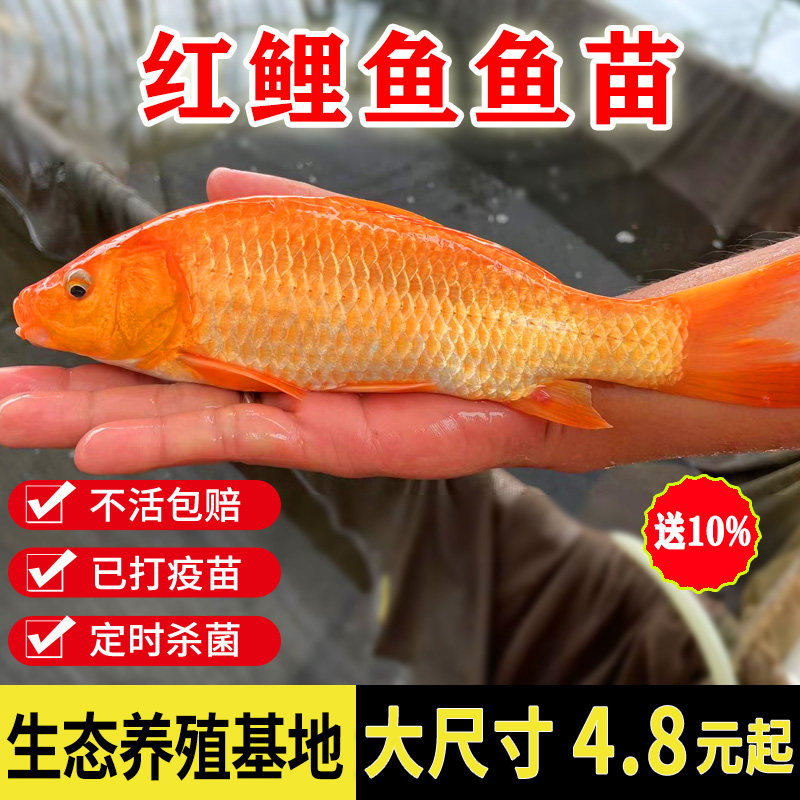 红鲤鱼苗大红兴国鲤鱼鱼苗淡水养殖食用活体鲤鱼苗耐活冷水观赏鱼
