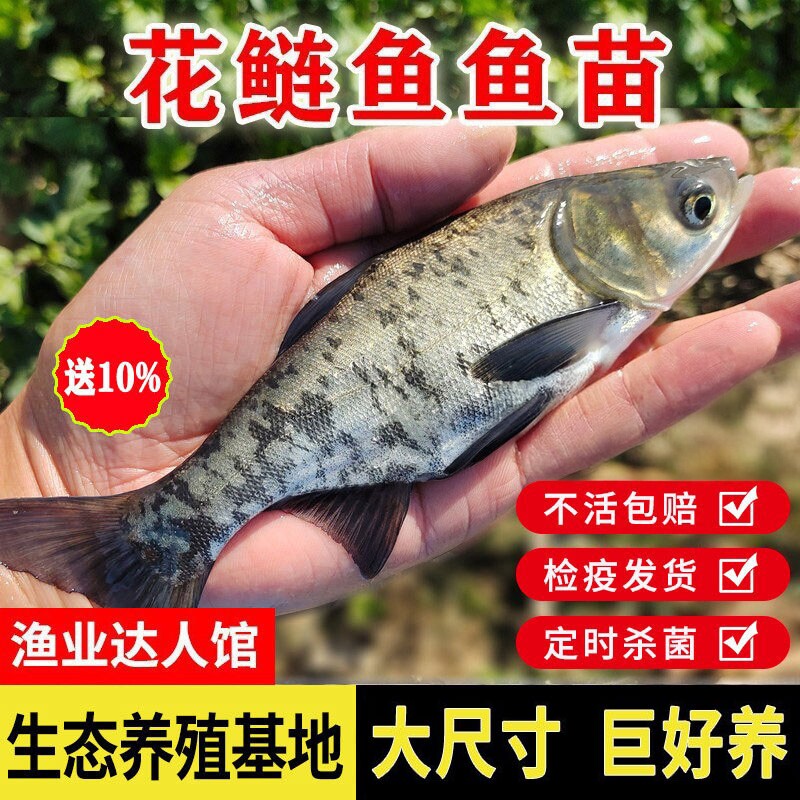 大花鲢鱼苗大头胖头鱼苗活体淡水养殖鲢鳙苗四大家鱼雄鱼活体包邮图片