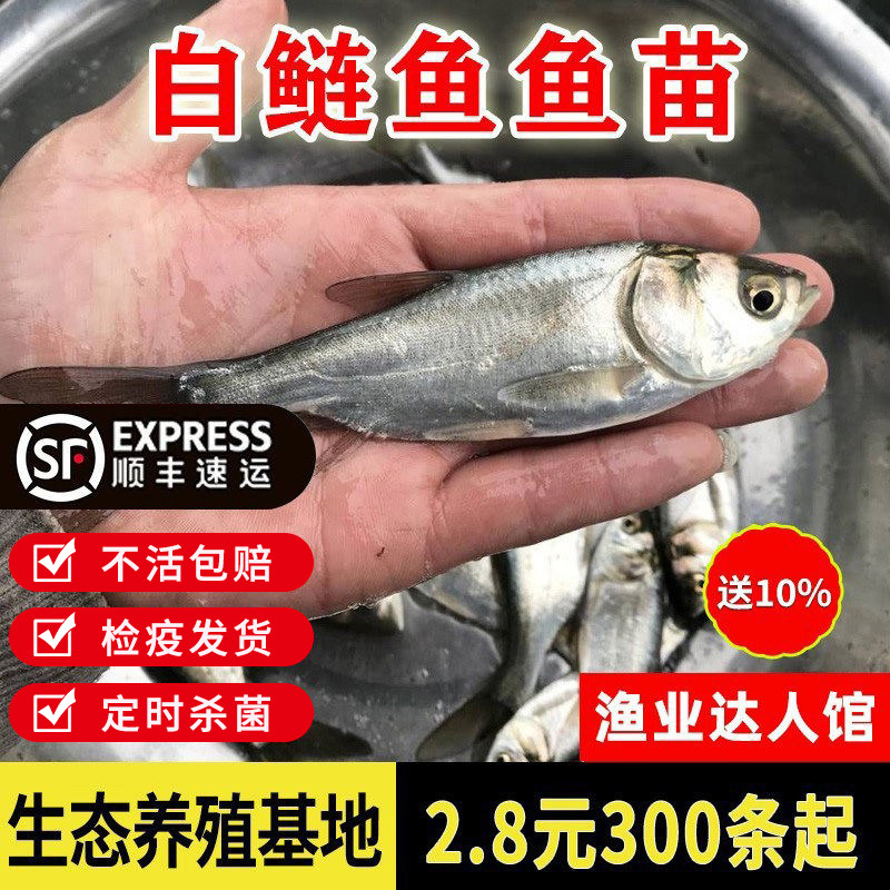 白鲢鱼苗鳊鱼苗淡水养殖食用跳鲢鳙水鲢白莲鱼小鱼苗鲢鳙花鲢鱼苗图片