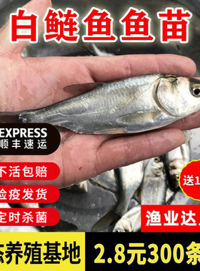 白鲢鱼苗鳊鱼苗淡水养殖食用跳鲢鳙水鲢白莲鱼小鱼苗鲢鳙花鲢鱼苗