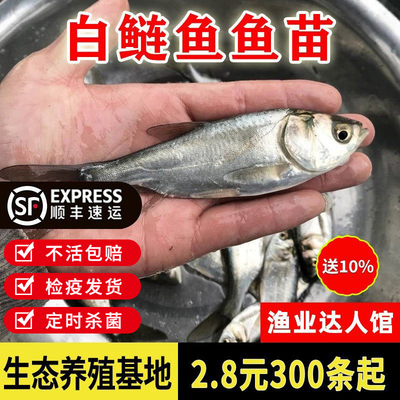 白鲢鱼苗鳊鱼苗淡水养殖食用跳鲢鳙水鲢白莲鱼小鱼苗鲢鳙花鲢鱼苗