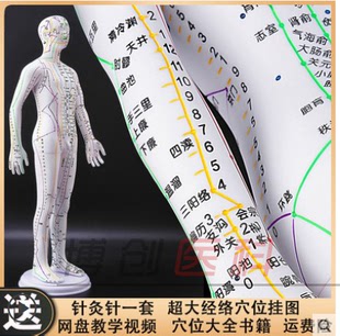 人体针灸模型人经络穴位中医全身十二铜人模特图可扎针练习小皮人