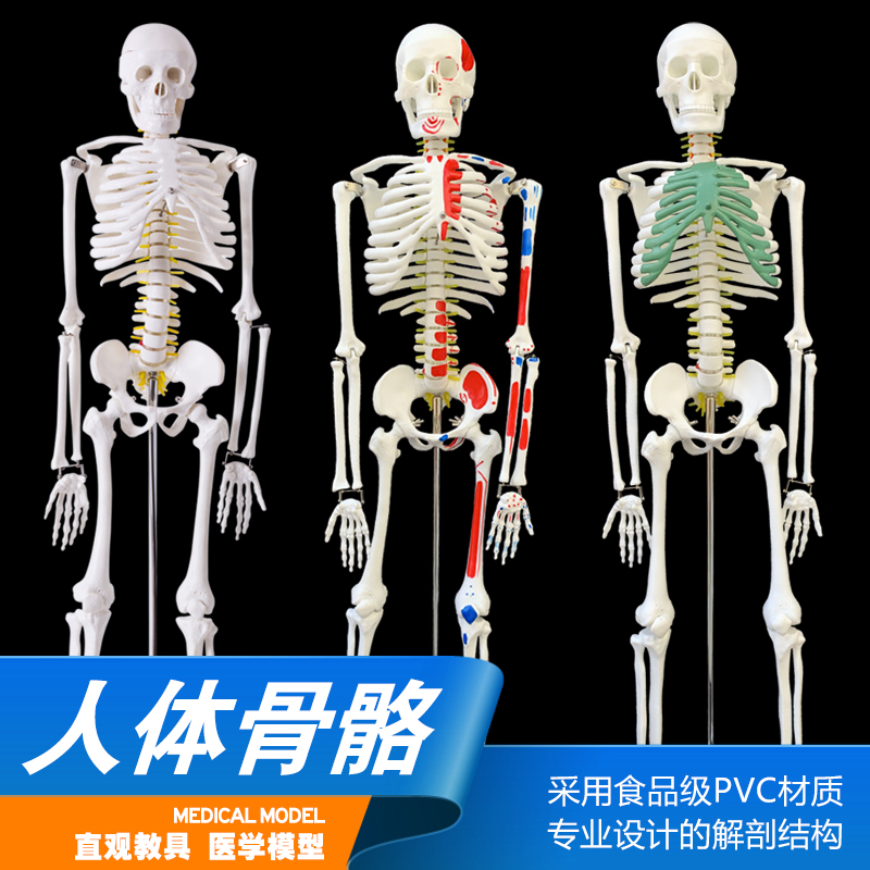 85cm170cm人体骨骼模型骨架可拆卸人体脊柱模型仿真小白骷髅标本