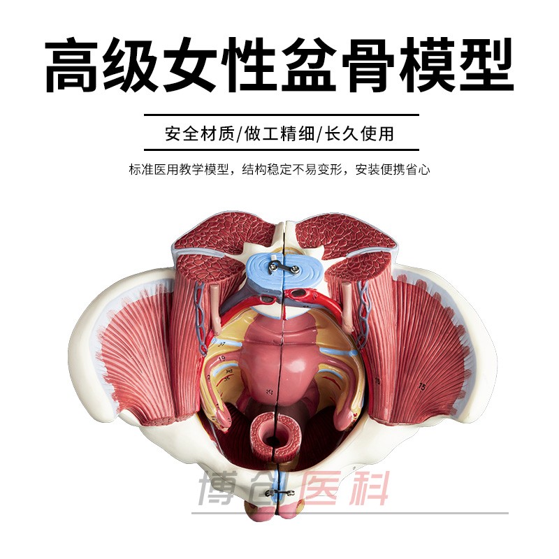 自然大1:1高级女性盆骨附生殖器官与血管神经肌肉模型4配件包邮