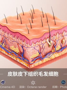 【844-皮肤皮下组织细胞场景】c4d模型obj源文件OC三维渲染工程