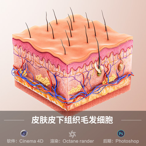 【844-皮肤皮下组织细胞场景】c4d模型obj源文件OC三维渲染工程
