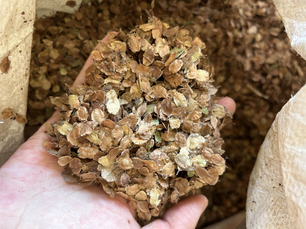 纯新小叶榔榆种子  芽率好