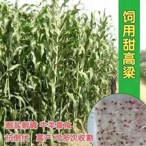 甜高粱牧草种子饲用甜高粱种子鸡鸭鱼猪牛羊都爱吃