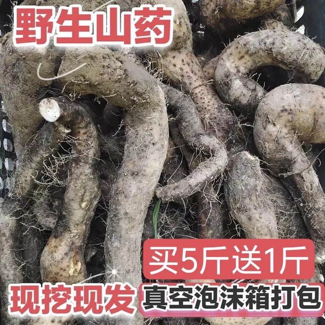 广西正宗野生山药土山药 山药新鲜粉糯野山药 老野山薯怀山土淮山
