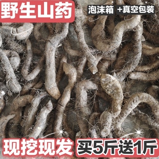 广西正宗野生山药精选货 土山药野生山薯新鲜土淮怀山药现挖现发