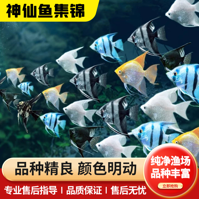 神仙鱼燕鱼活体小型观赏鱼