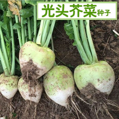 蔬菜种子大头菜四季芥菜