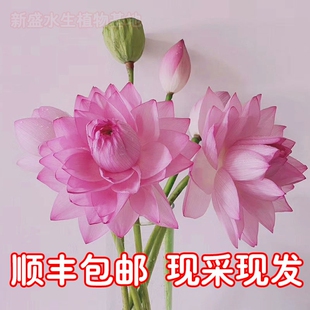 新鲜荷花睡莲莲蓬鲜切花瓶插花装饰鲜花真花基地直销顺丰速递包邮