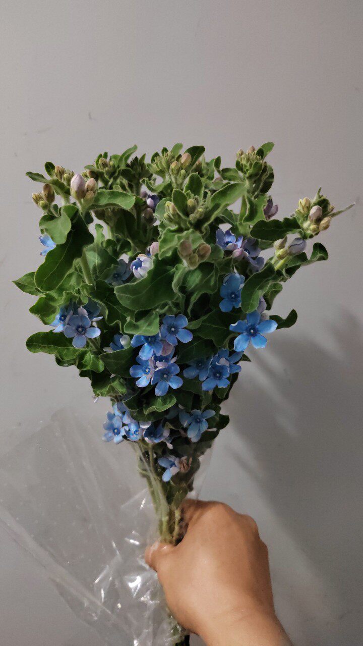 蓝星花日本龙胆多色节节高直线花家用瓶插花生日爱情礼物同城速递