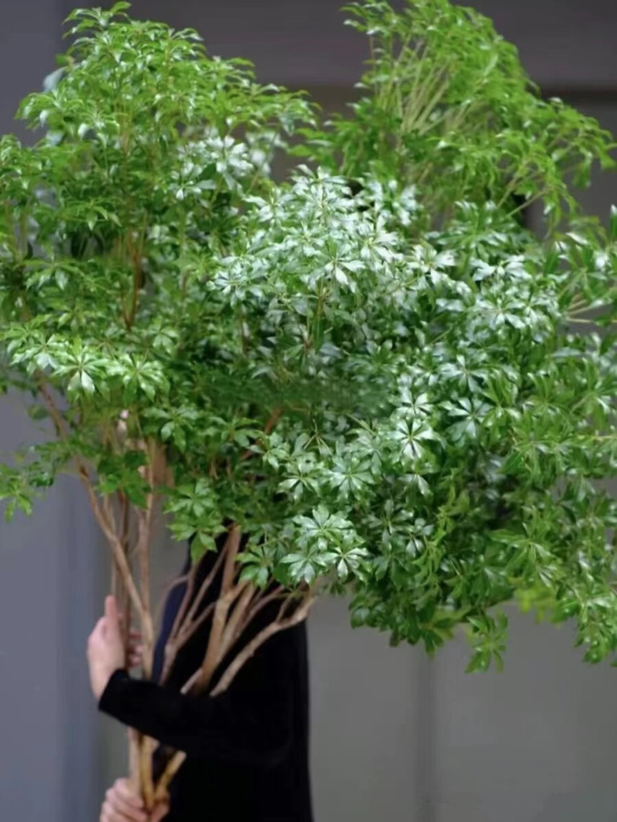进口日本马醉木鲜切枝条花卉绿色