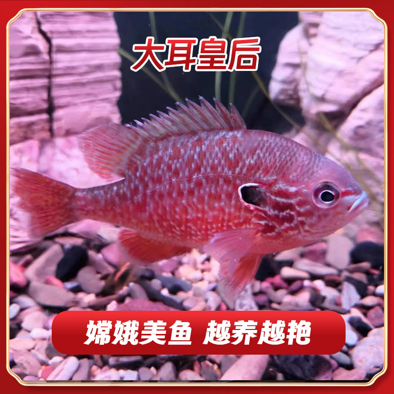 大耳皇后鱼 蓝面嫦娥鱼 鲷鱼 龙鱼配鱼 中大型鱼 温顺可混养 好养