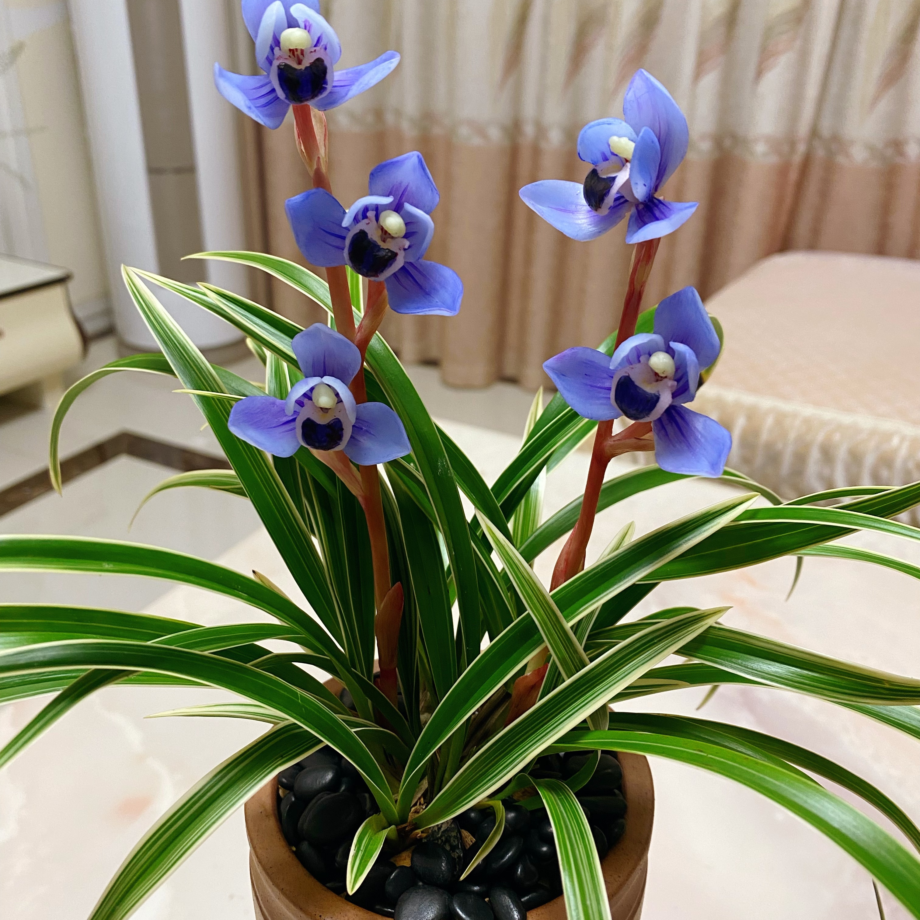 【紫金荷】矮种金边艺 老种艺草浓香型 国兰名品