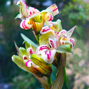 【盖世牡丹】春剑奇花之首 原生种自然苗 多鼻多舌 开花浓香