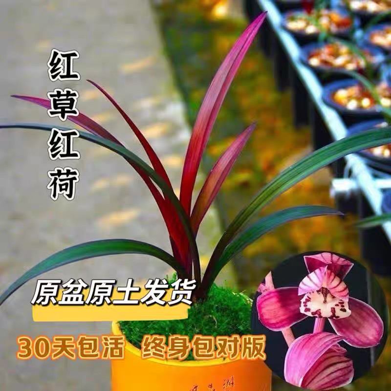 首发特价！【红草红荷】网红草 稀有建兰 开花浓香