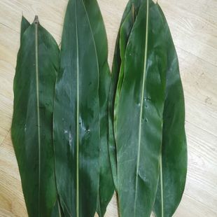 香砂仁叶猪儿粑叶子叶儿粑材料做鸭儿粑叶铺垫卤料调料鲜叶天然