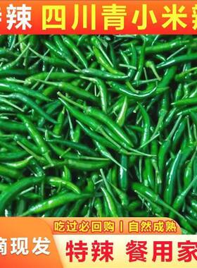 现摘特辣微辣青小米椒青小尖椒