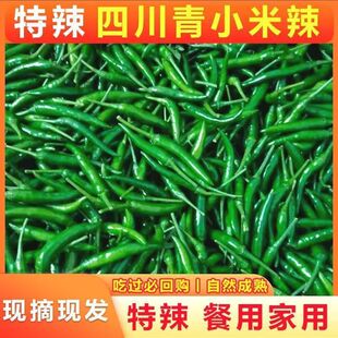 四川现摘特辣微辣青小米椒朝天椒泡椒剁椒小尖椒当季蔬菜青海椒