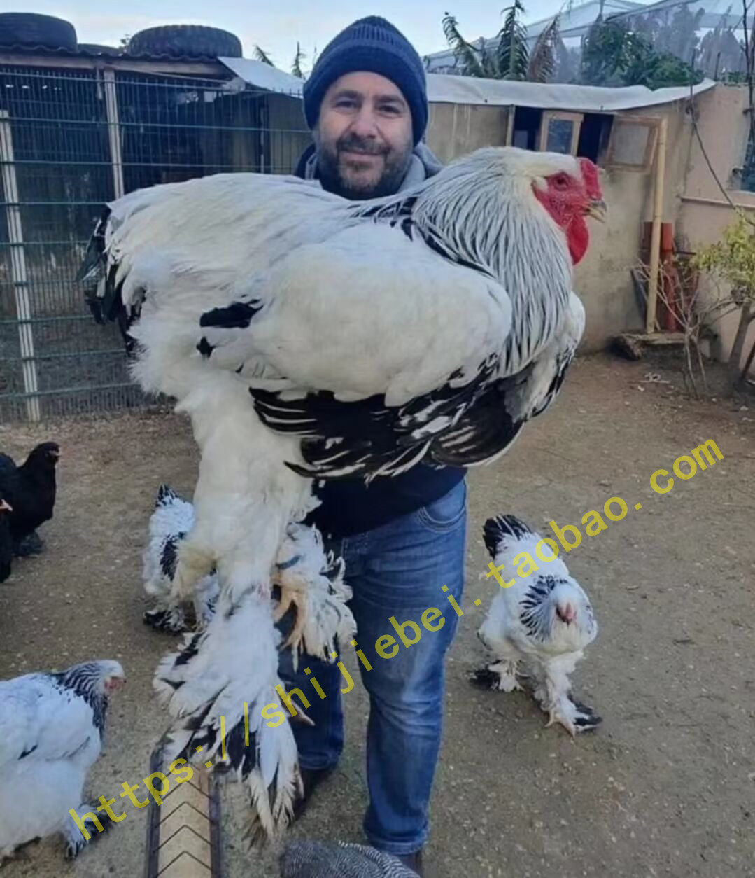 纯种巨型婆罗门鸡种蛋受精蛋可孵化一代梵天鸡大品种婆罗门观赏鸡