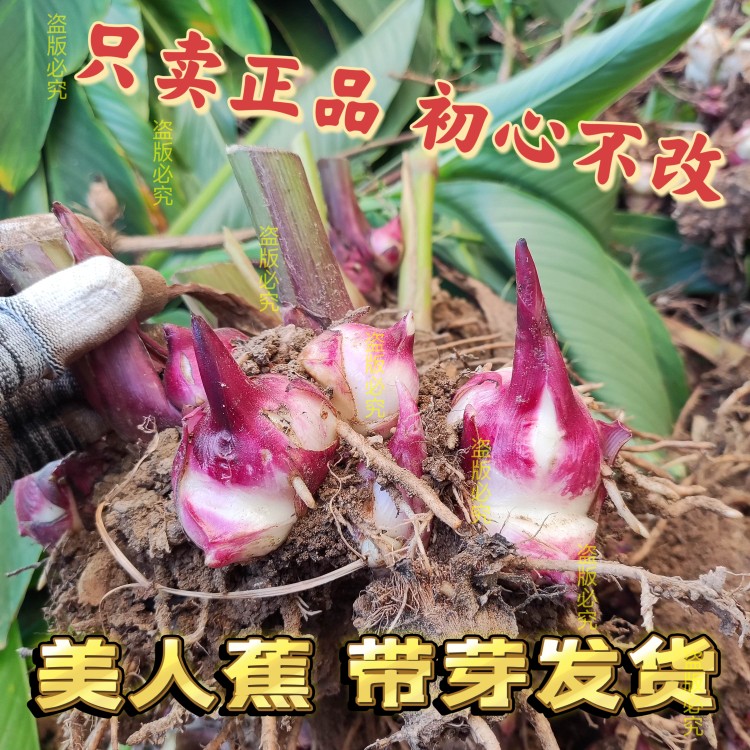 美人蕉种球花卉庭院阳台盆栽公园造景道路工程绿化耐旱美人蕉花根