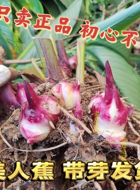 多年生美人蕉种球耐寒耐寒花卉