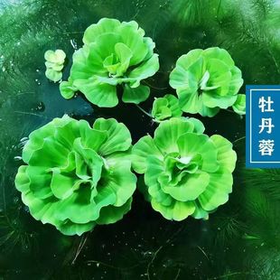 牡丹萍浮萍水草净化水质水生水培植物花卉庭院阳台鱼池鱼缸微景观