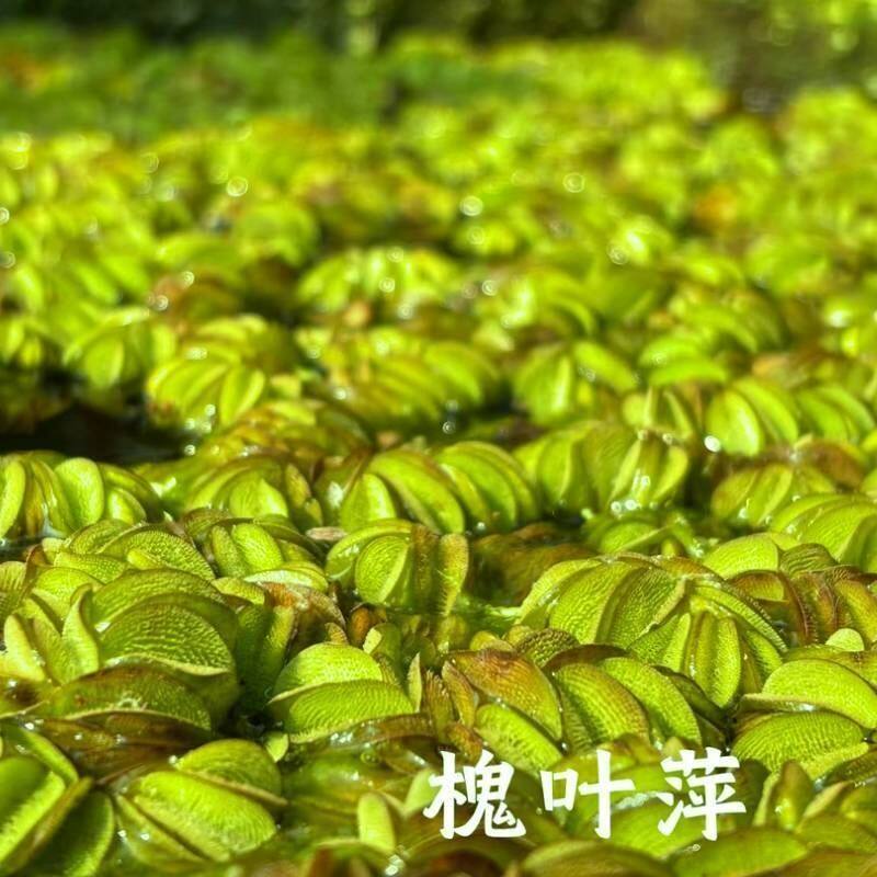 槐叶萍鱼缸造景净化水质古法缸水浮萍槐叶萍懒人水草浮萍养鱼龟水