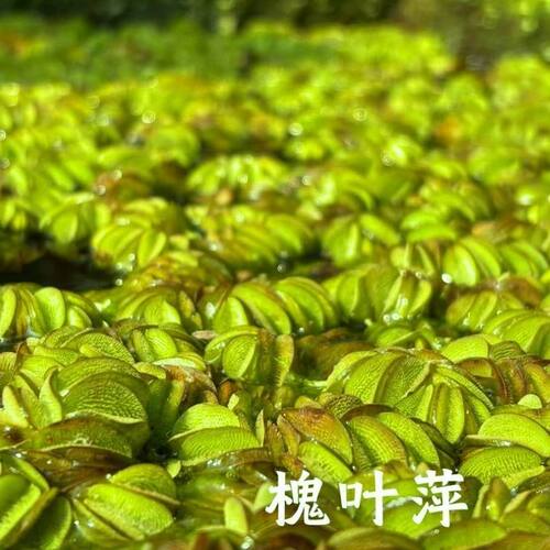 槐叶萍鱼缸造景净化水质古法缸水浮萍槐叶萍懒人水草浮萍养鱼龟水
