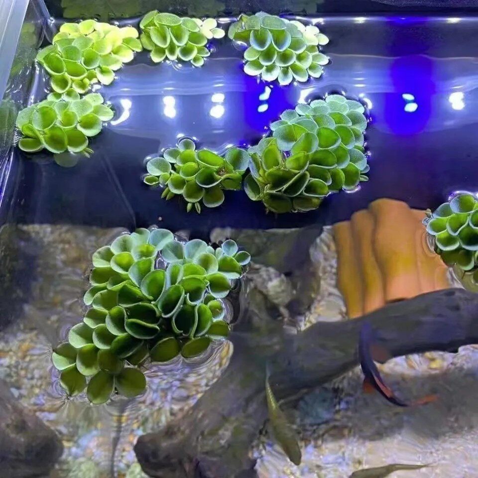 肚兜萍鱼缸造景净化水质古法缸水浮萍槐叶萍懒人水草浮萍养鱼龟水 - 实物图