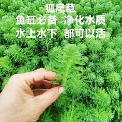 狐尾草河道水草净化水质鱼缸观赏