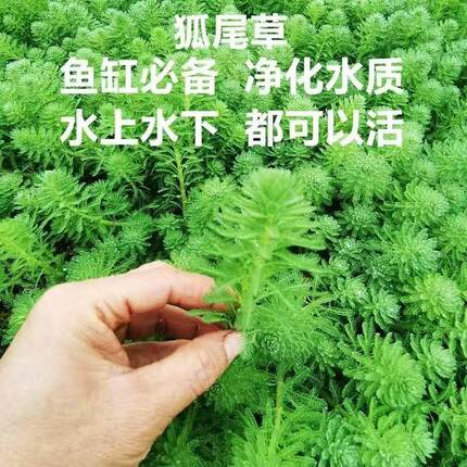 狐尾草净化水质鱼缸池塘水草水培植物水生污水池沼泽观赏水生植物