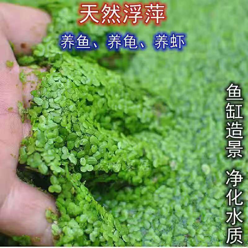 芝麻水浮萍养鱼养龟养虾鱼塘室外水池造景观赏净水水质植物绿色 
