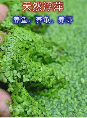 芝麻水浮萍养鱼养龟养虾鱼塘室外水池造景观赏净水水质植物绿色 