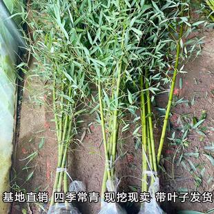 竹子苗批发紫竹庭院绿化景观耐寒紫竹四季长青金镶玉竹罗汉竹竹苗