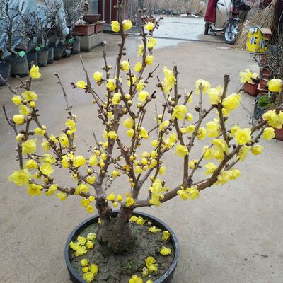 腊梅盆栽浓香型花卉植物梅花老桩红梅树苗室内阳台庭院耐寒易活花
