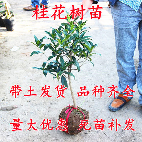 老桩浓香型耐寒四季好养桂花树苗