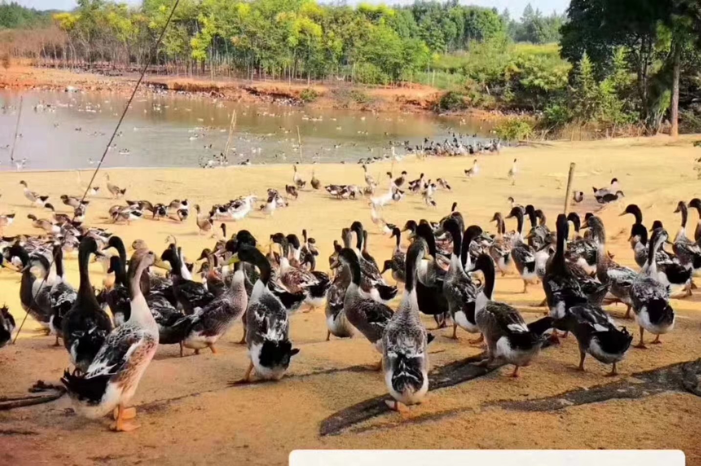 梅州大埔本地青头鸭泥鸭土鸭麻鸭山塘散养鸭现杀真空包装2斤左右