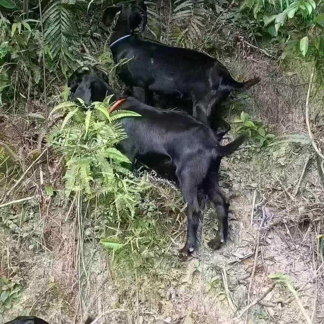 梅州大埔农家吃草正宗放养山羊肉新鲜现杀带皮生羊肉羊腿羊排羊腩,水产肉类/新鲜蔬果/熟食,生羊肉,淘宝优惠券,粉丝福利购,淘宝优惠卷