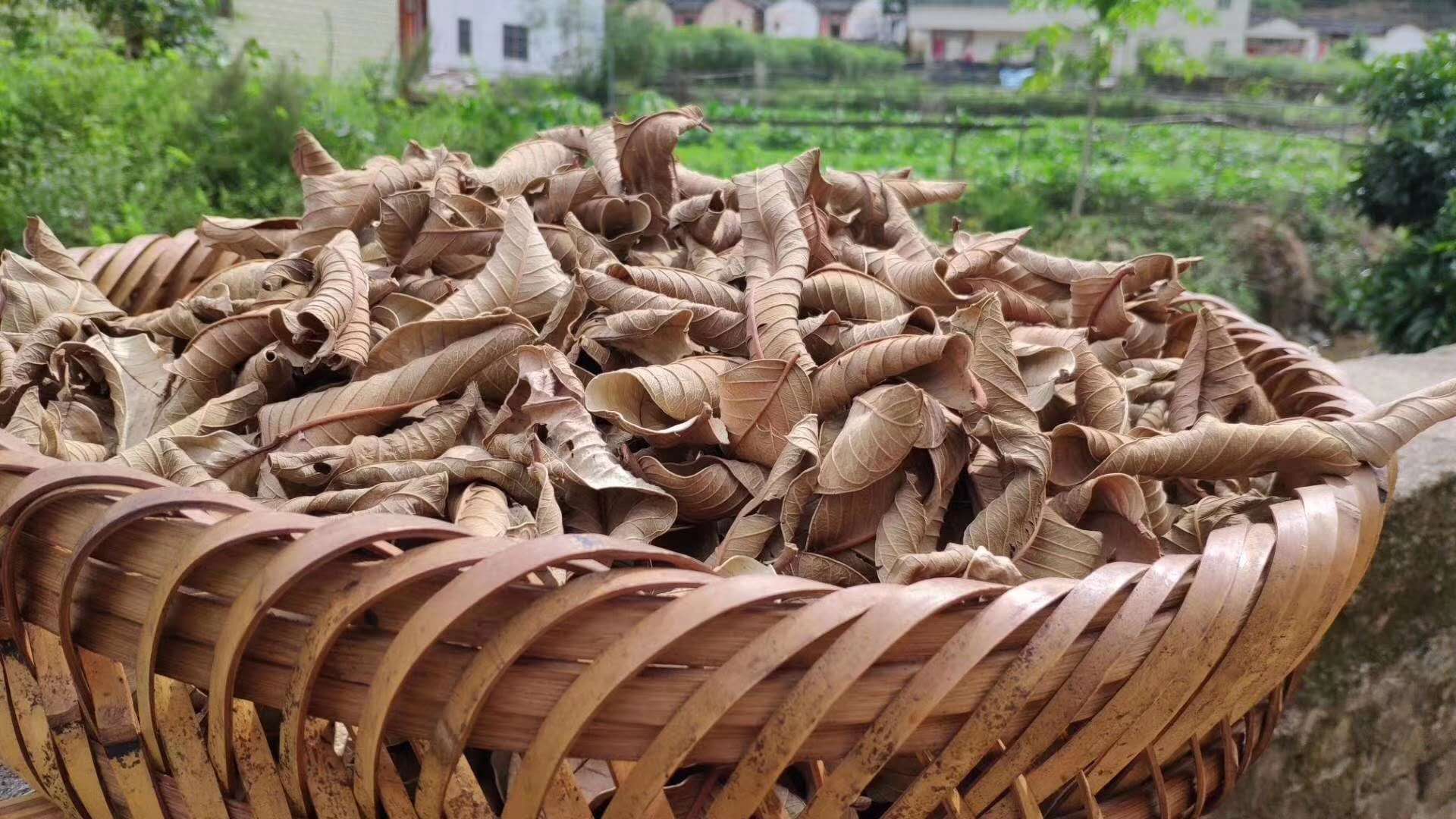 农家红心番石榴叶子芭乐500克