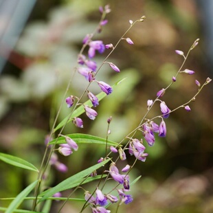 药用远志种子种苗东北中草药材籽植物多年生草本宿根盆栽新鲜室外