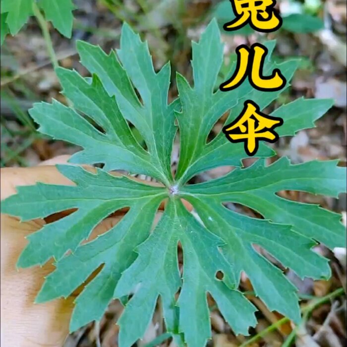东北兔儿伞种子中草药鬼儿伞根苗盆栽观赏植物阳台园艺家庭种植