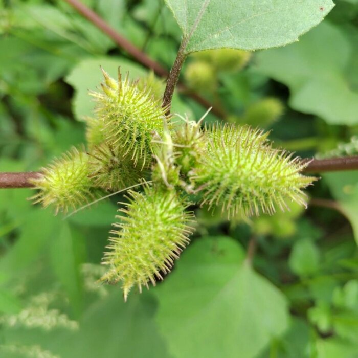 东北苍耳种子四季播种当年结果盆栽植物阳台绿植当年开花毛茸茸
